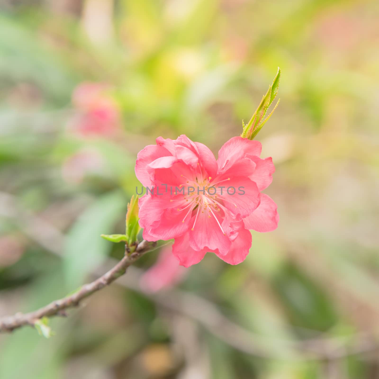 Blooming single peach flower in rural garden at the North Vietnam by trongnguyen