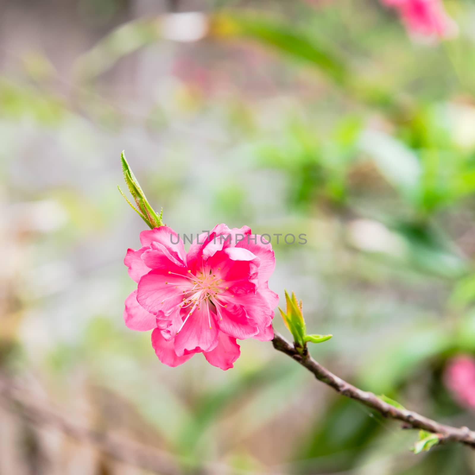 Blooming single peach flower in rural garden at the North Vietnam by trongnguyen