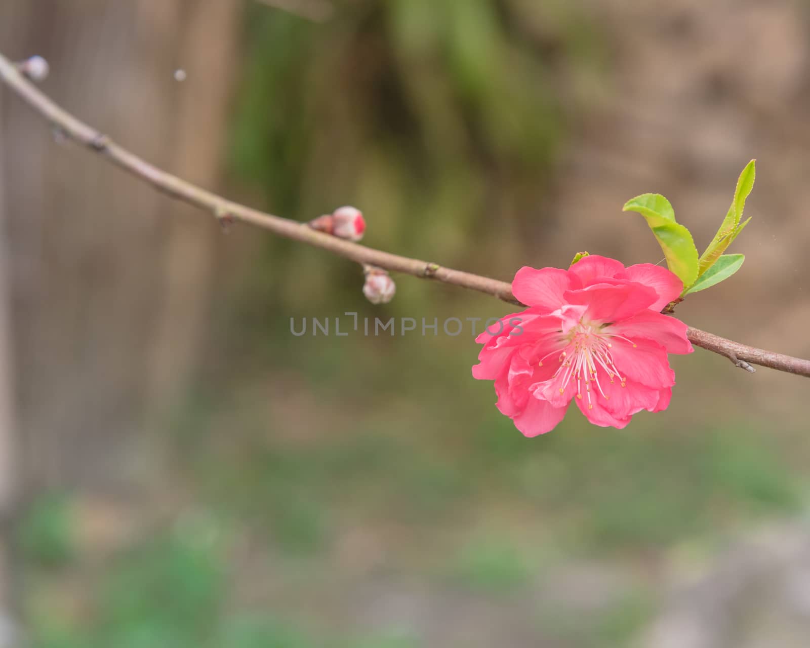 Single peach flower blossom in rural North Vietnam with wooden fence in background. This is ornament trees for Vietnamese Lunar New Year Tet in springtime.