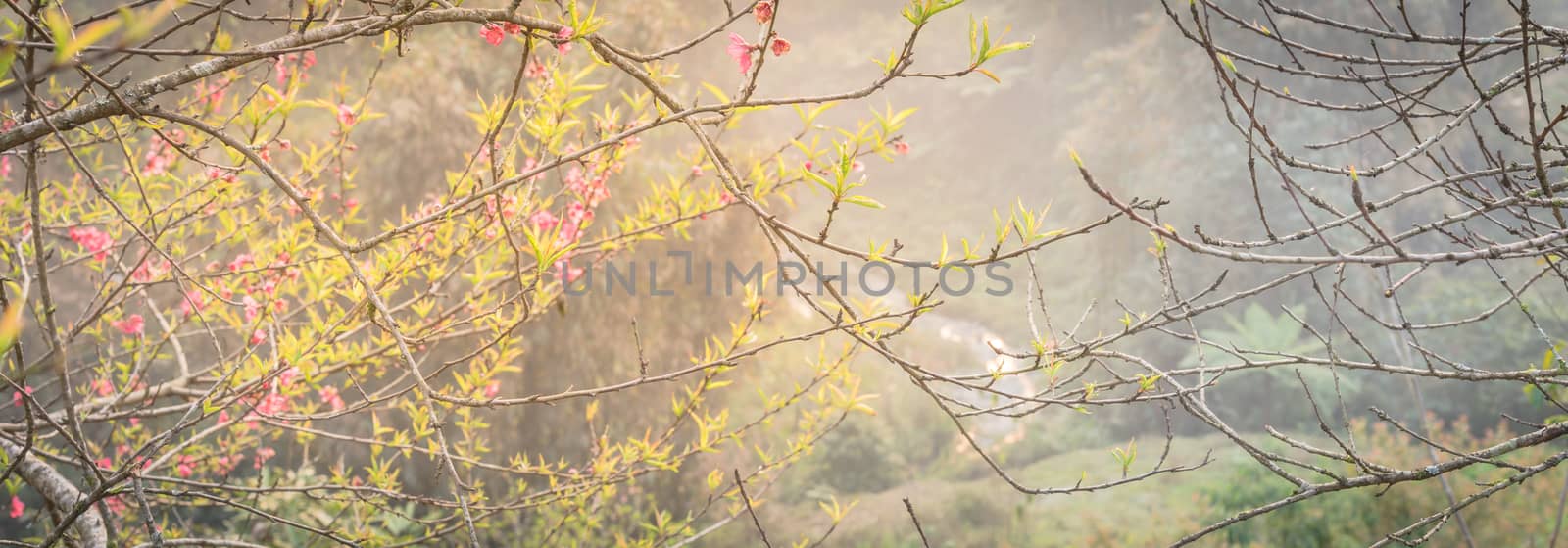 Panoramic beautiful peach flower blooming in rural North Vietnam with valley background by trongnguyen