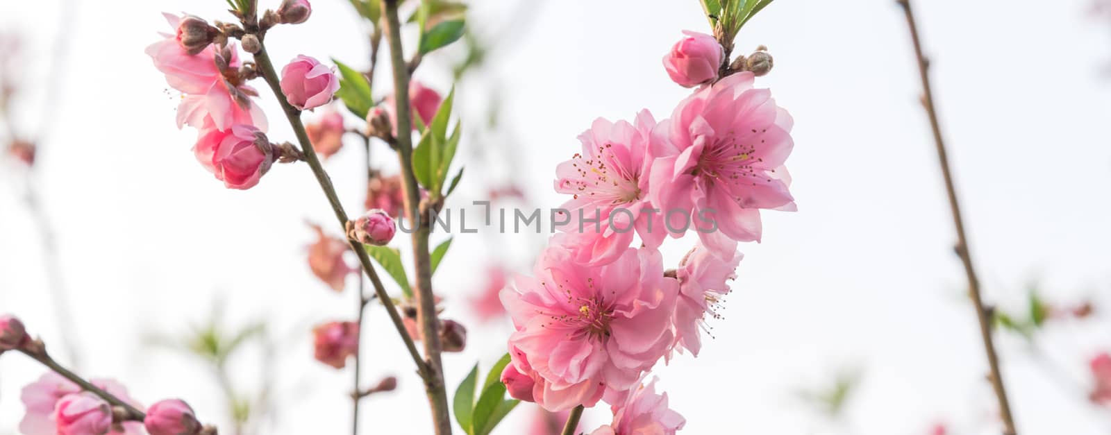 Panorama springtime background of peach flower blossom isolated on white. This is ornament trees for Vietnamese Lunar New Year Tet in springtime.