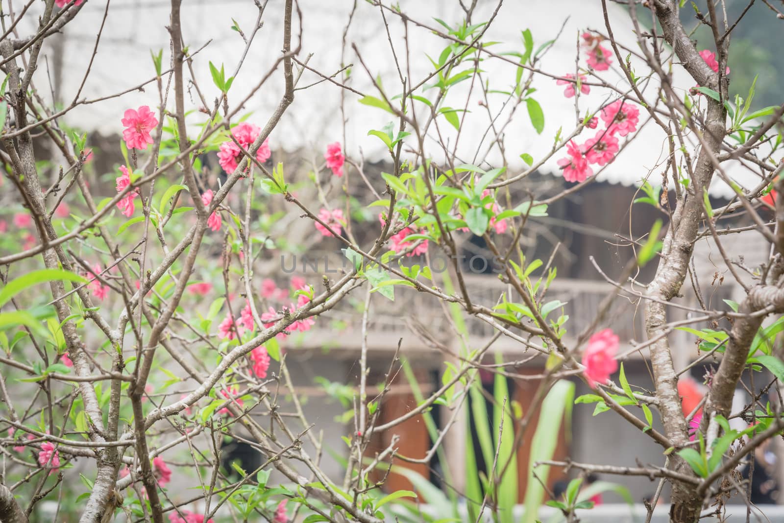 Selective focus peach flower blossom and blur wooden house in background and in rural North Vietnam. This is ornament trees for Vietnamese Lunar New Year Tet in springtime.