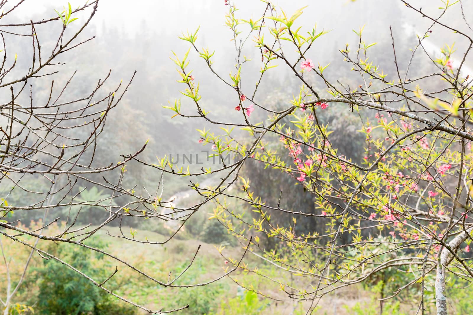 Beautiful valley and mountain view with peach flower blossom in rural North Vietnam. This is ornament trees for Vietnamese Lunar New Year Tet in springtime.