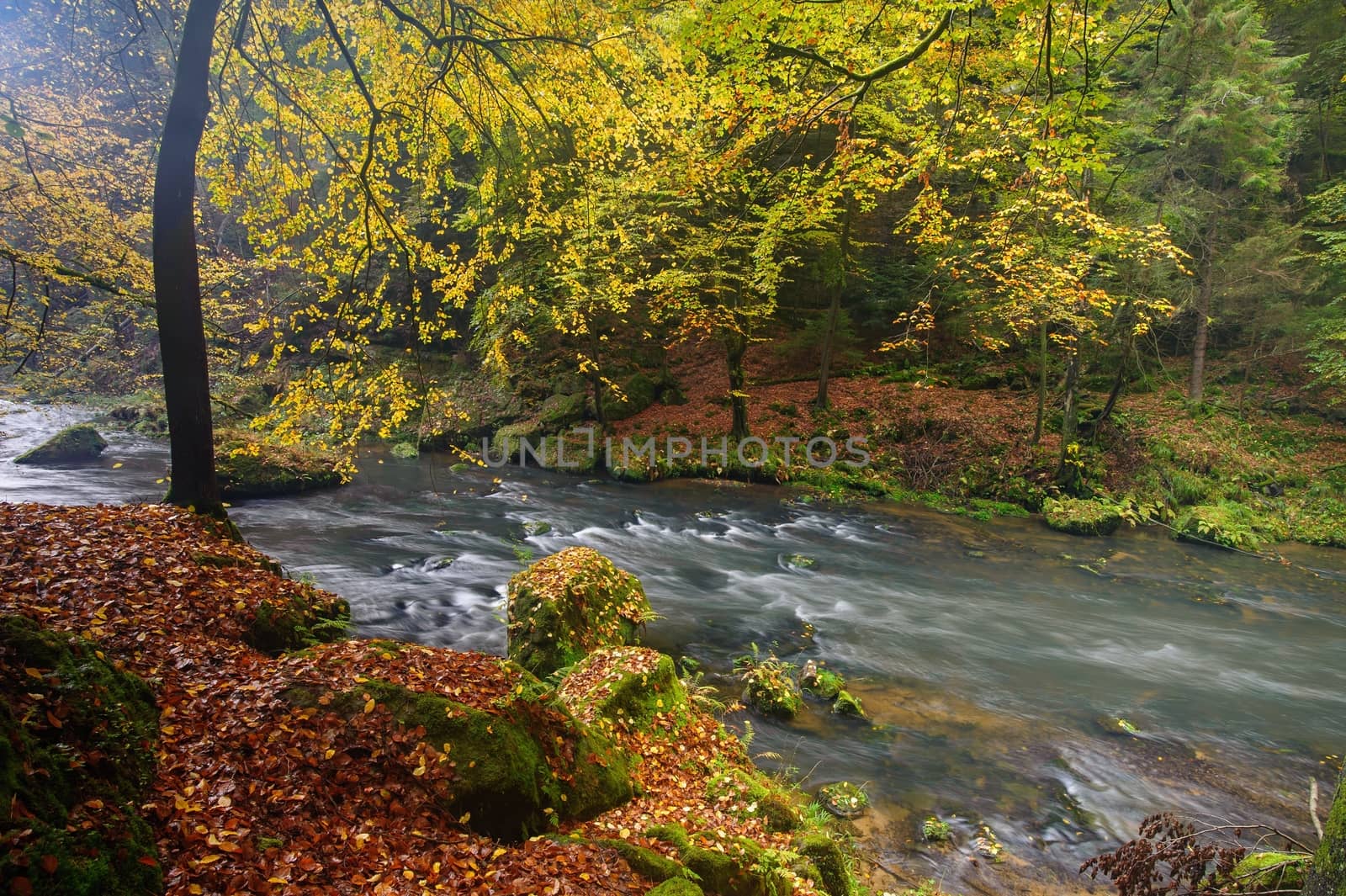 A beautifully river flowing autumn forest by ondrej83