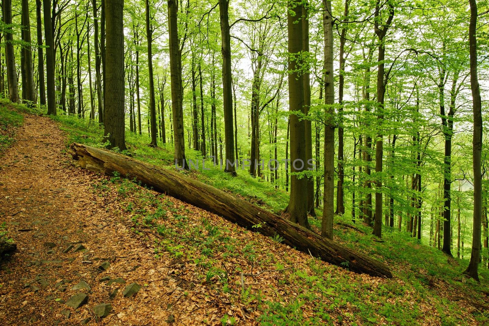 Beautiful hiking path leading through green forest