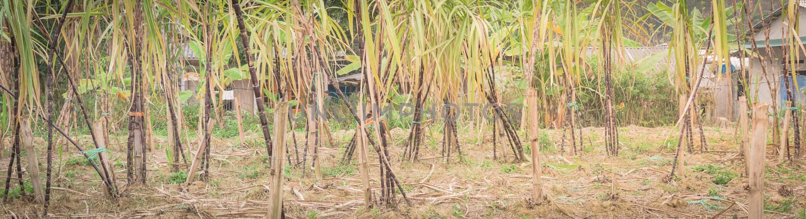 Panorama organic sugarcane farm in country side of the North Vietnam. Healthy purple sugar cane stick stalks and green long leaves growing with bamboo trellis stake support