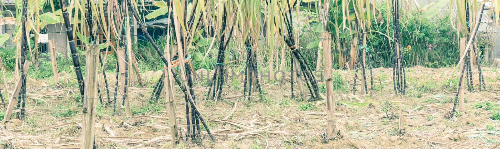 Panorama organic sugarcane farm in country side of the North Vietnam. Healthy purple sugar cane stick stalks and green long leaves growing with bamboo trellis stake support