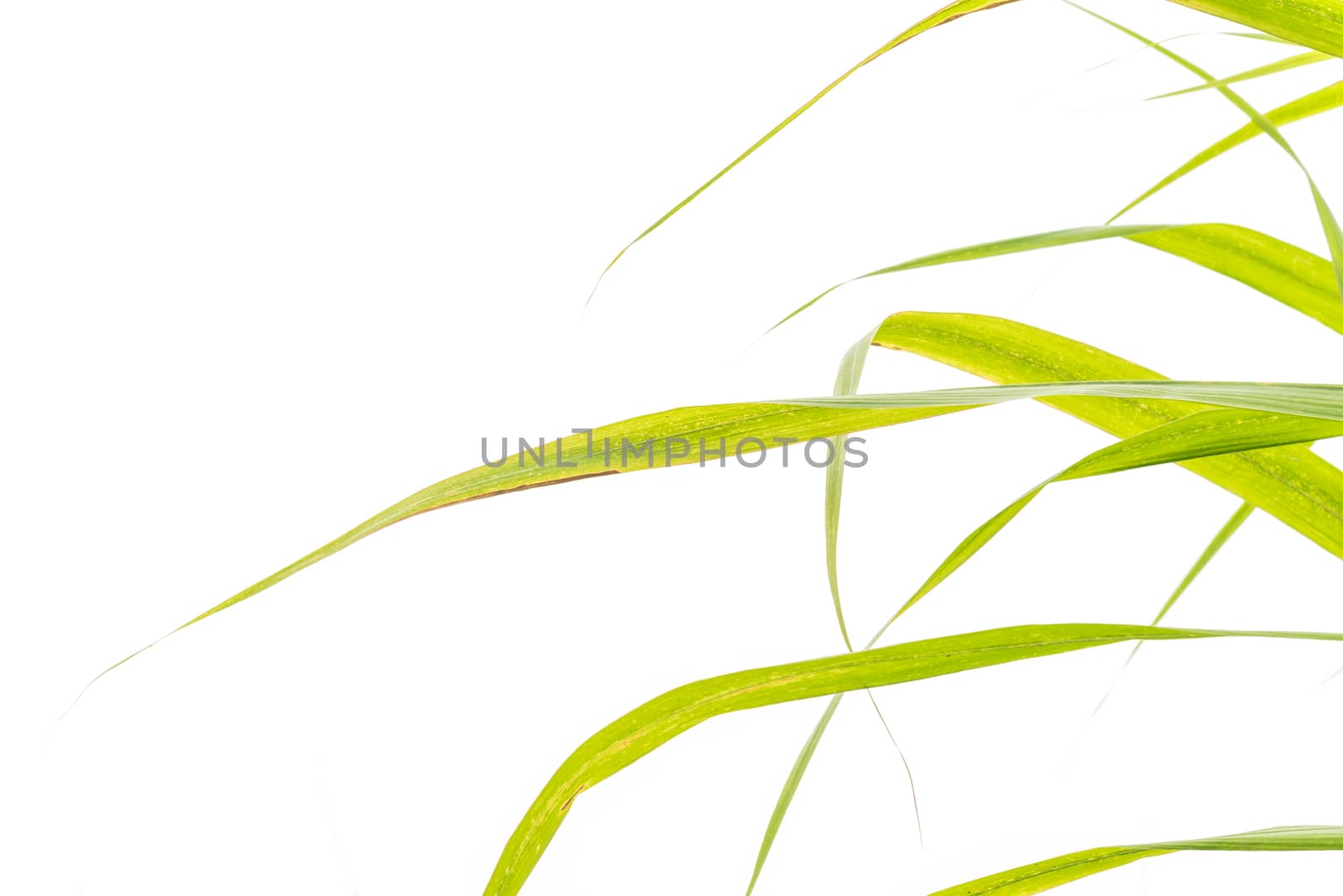 Green lush of sugarcane leaves isolated on white background. Long green leaves with clipping path and copy space