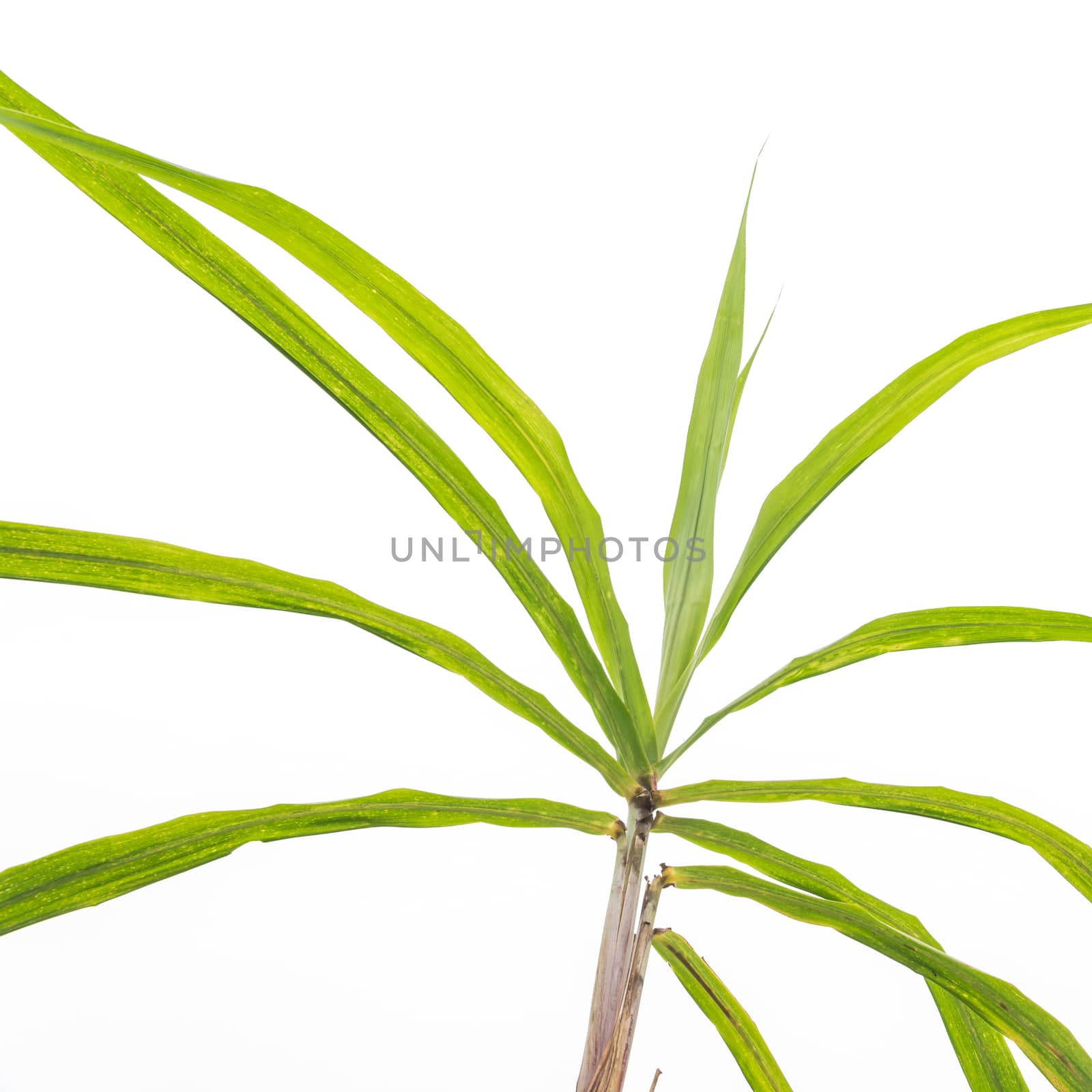 Studio shot organic sugarcane leaves and tops isolated on white by trongnguyen