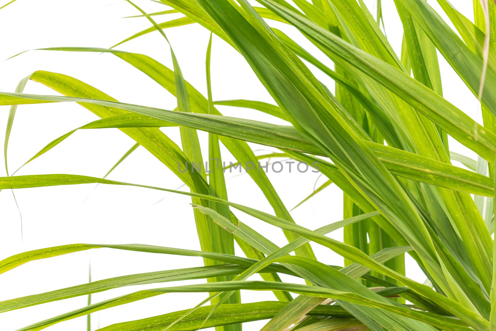 Green lush of sugarcane leaves isolated on white background. Long green leaves with clipping path and copy space