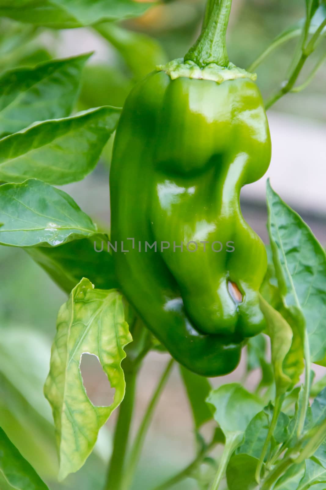 cultivation of green pepper in the organic garden by GabrielaBertolini