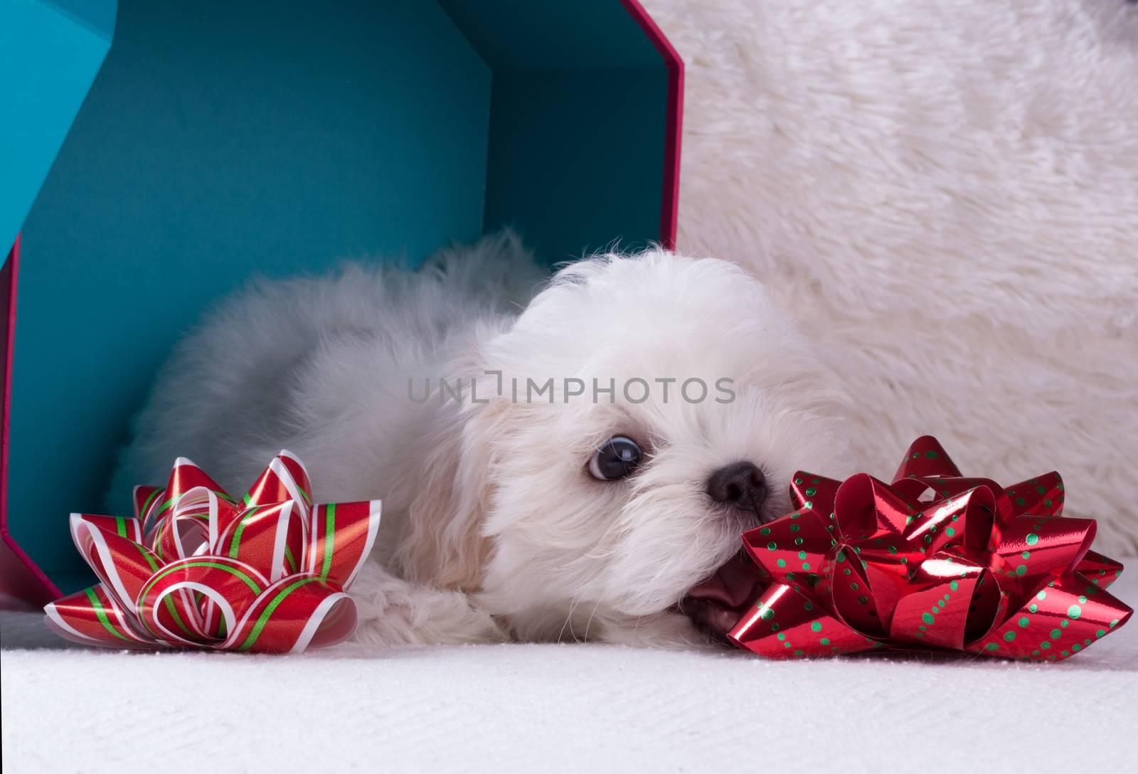 Adorable two months white Shih tzu puppy dog