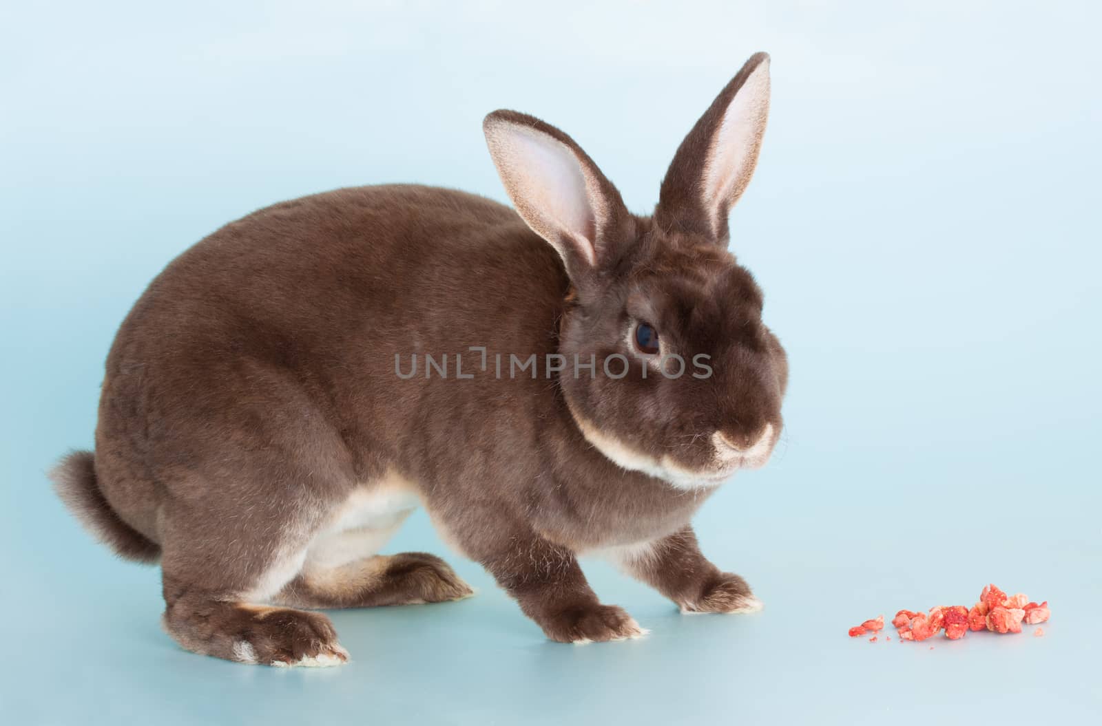 Portrait of a nice full grown brown domestic rabbit 