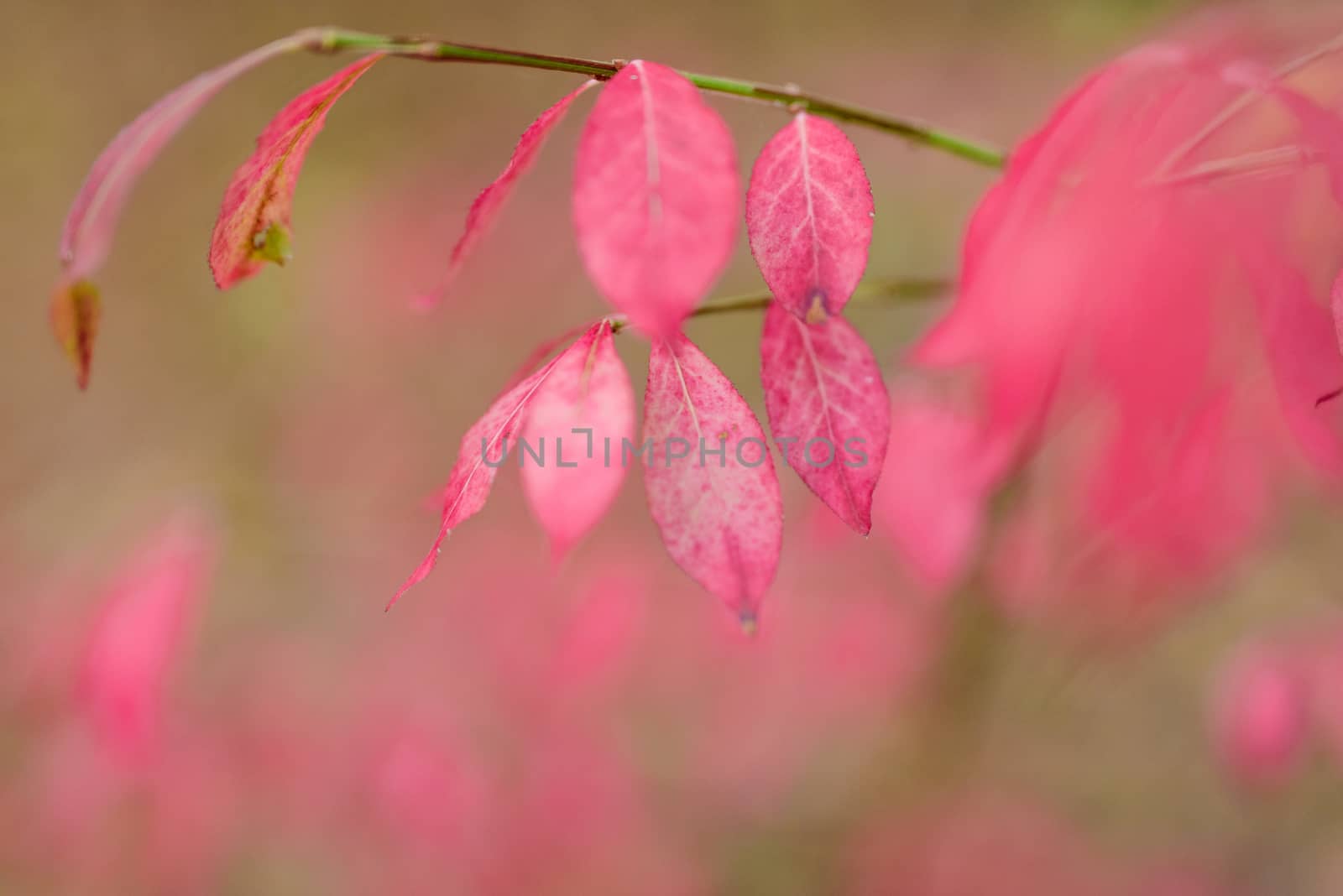 Autumn pink Leaves in the forest. Shallow depth of field