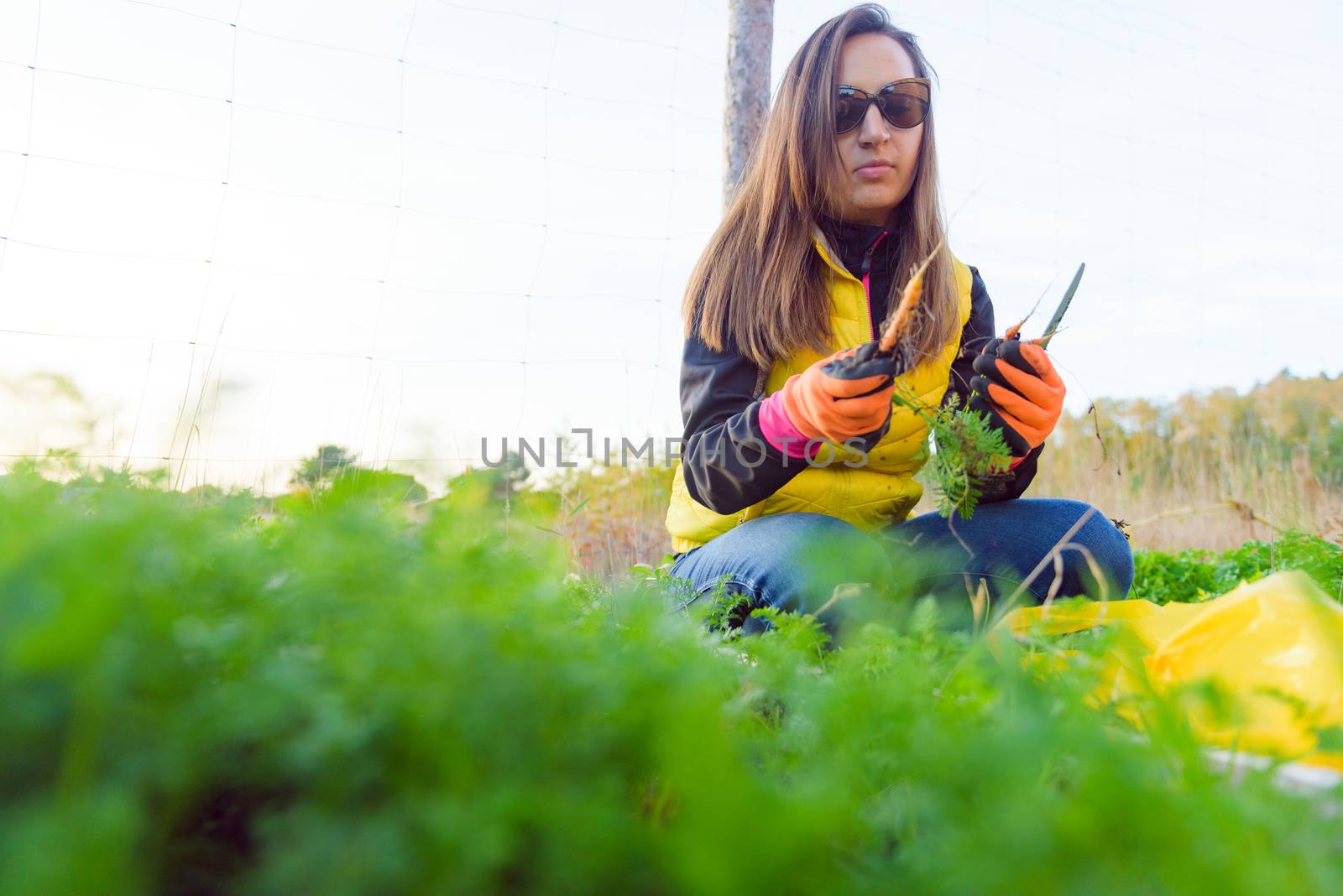 Farmer holds carrots in his hands. Collecting harvest: orange carrot in hands of female farmer. Close-up of carrots harvested from the garden. Concept of healthy eating.