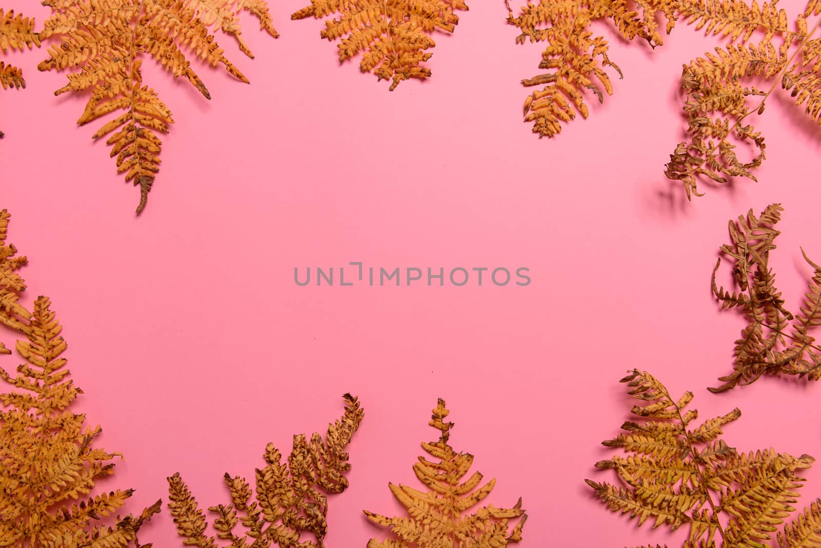 Autumn fern leaves isolated on pink background with copy space. Horizontal orienattion. Minimalistic style. View from above.