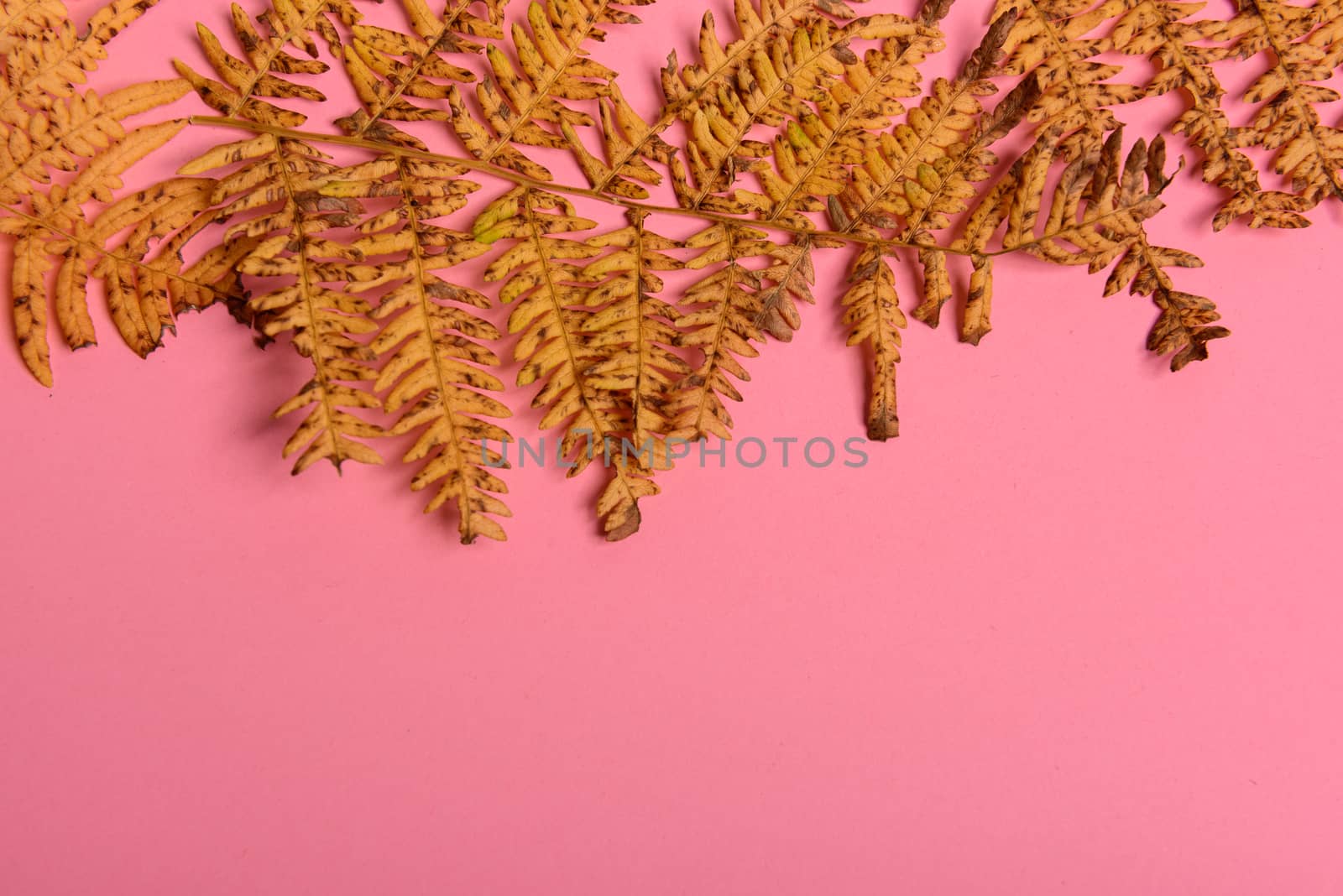 Autumn fern leaves isolated on pink background with copy space. Horizontal orienattion. Minimalistic style. View from above.