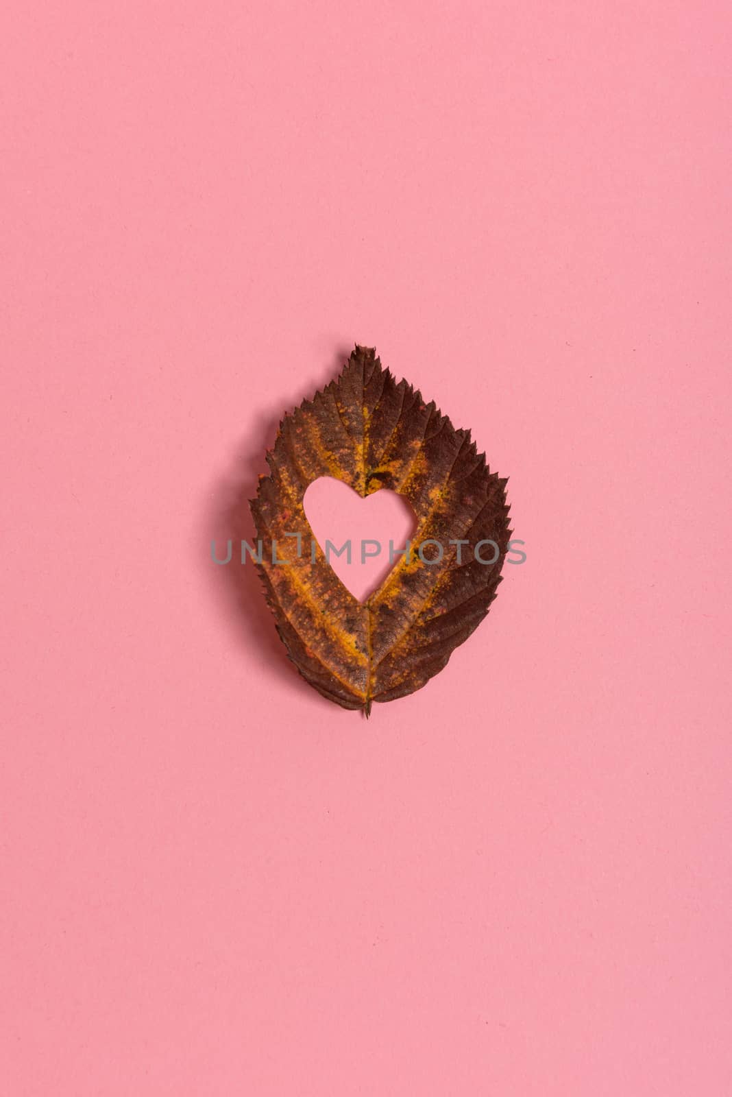 Background group autumn orange, green, yellow and brown leaves. with the heart shape cut out in the middle on pink background. Studio shoot. View from above. Horizontal orientation. Copy space.