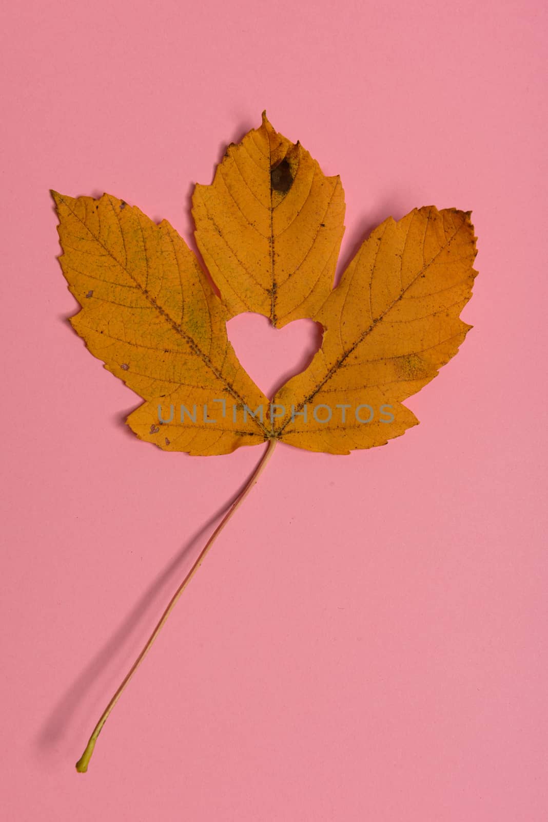 Background group autumn orange, green, yellow and brown leaves. with the heart shape cut out in the middle on pink background. Studio shoot. View from above. Horizontal orientation. Copy space.
