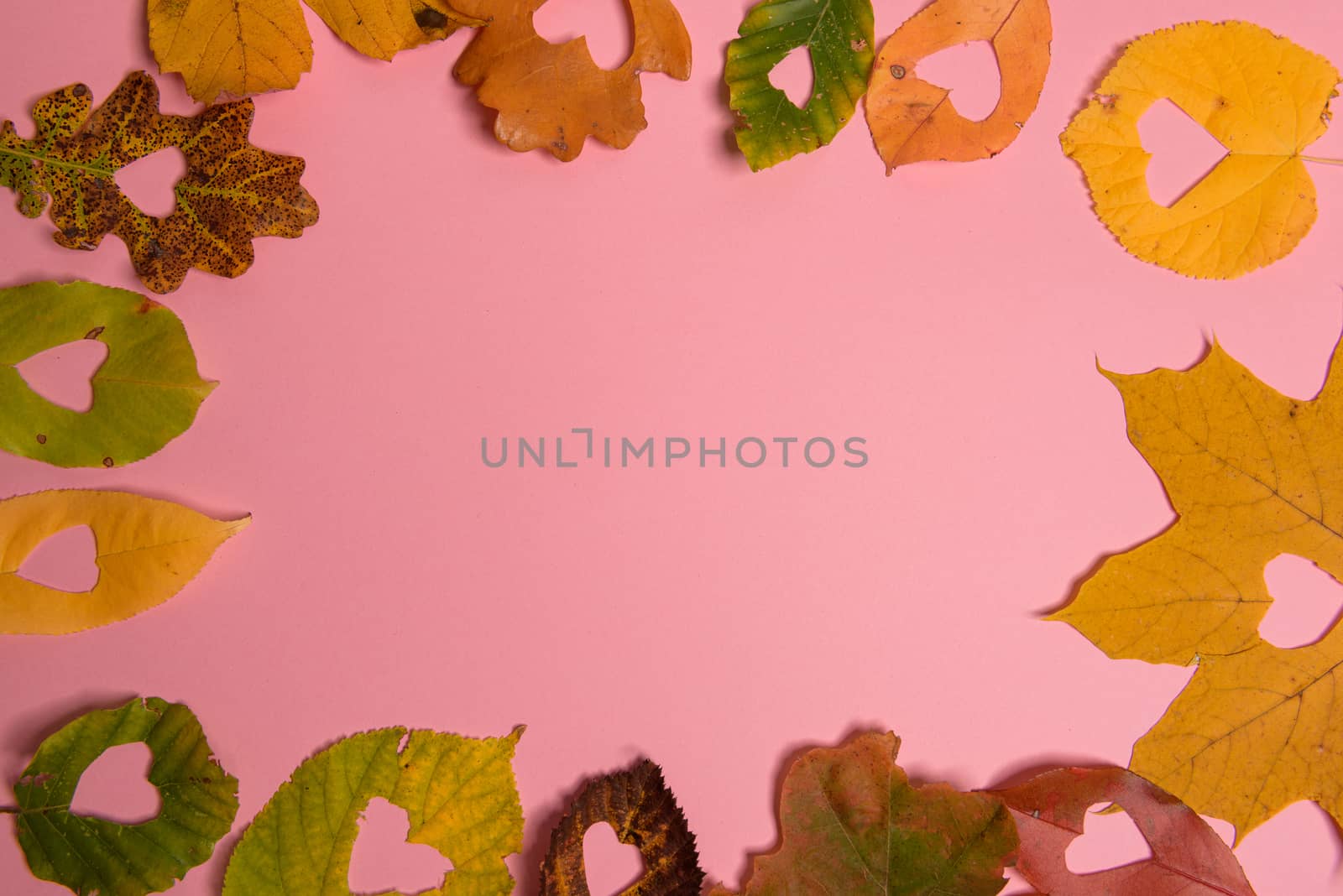 Background group autumn orange, green, yellow and brown leaves. with the heart shape cut out in the middle on pink background. Studio shoot. View from above. Horizontal orientation. Copy space.