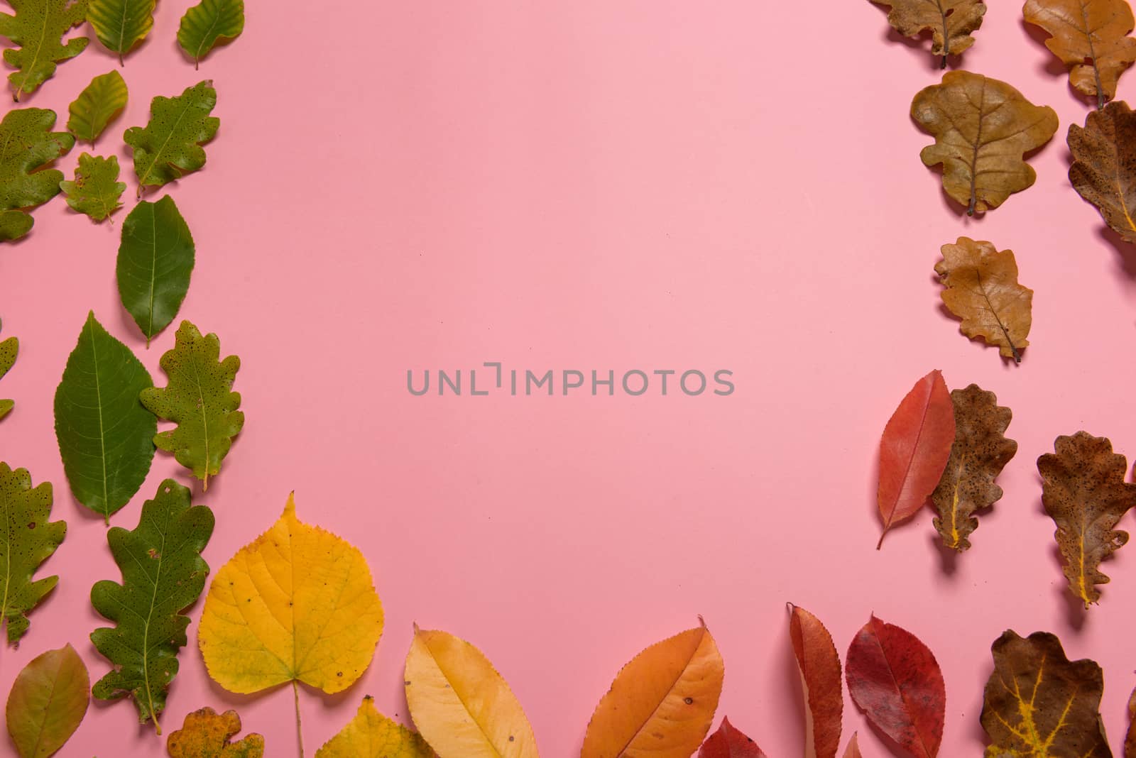 Background group autumn orange, green, yellow and brown leaves. with the heart shape cut out in the middle on pink background. Studio shoot. View from above. Horizontal orientation. Copy space.