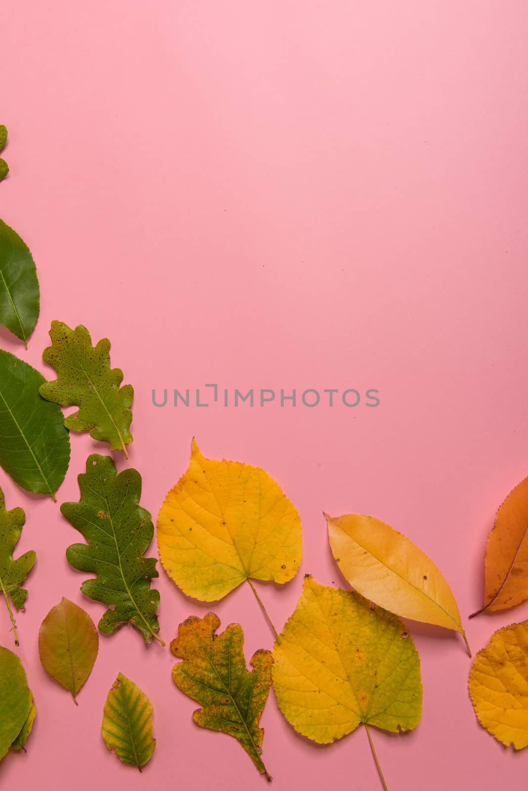 Background group autumn orange, green, yellow and brown leaves. with the heart shape cut out in the middle on pink background. Studio shoot. View from above. Horizontal orientation. Copy space.