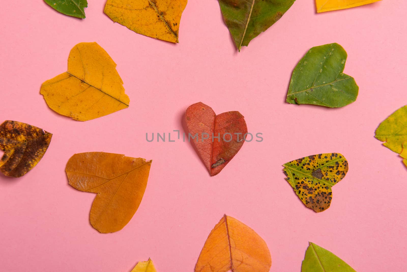 Background group autumn orange, green, yellow and brown leaves. with the heart shape cut out in the middle on pink background. Studio shoot. View from above. Horizontal orientation. Copy space.