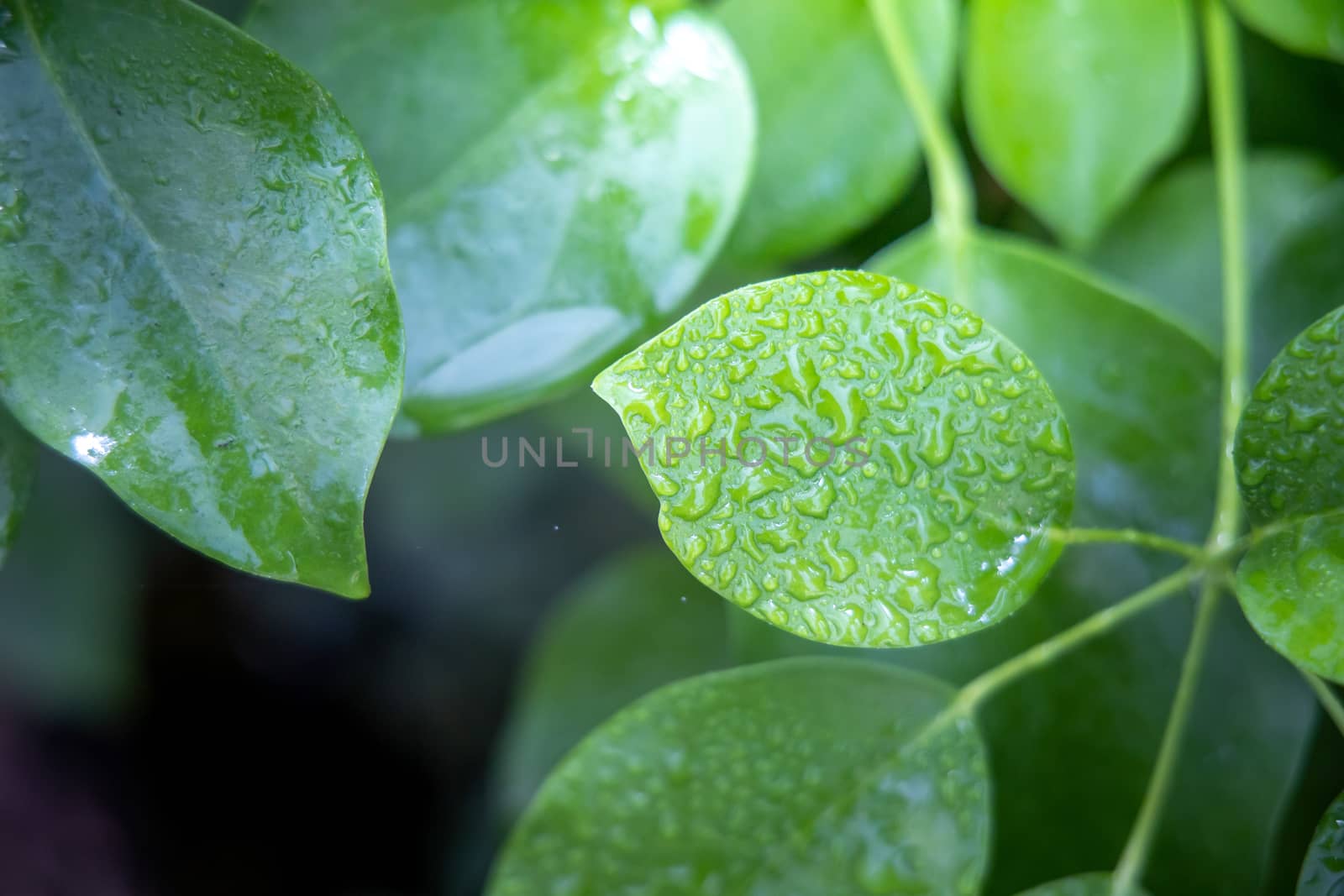 Close Up green leaf under sunlight in the garden. Natural backgr by teerawit