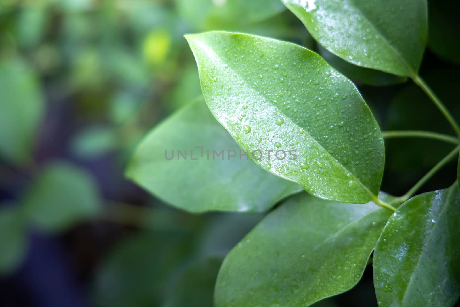 Close Up green leaf under sunlight in the garden. Natural backgr by teerawit