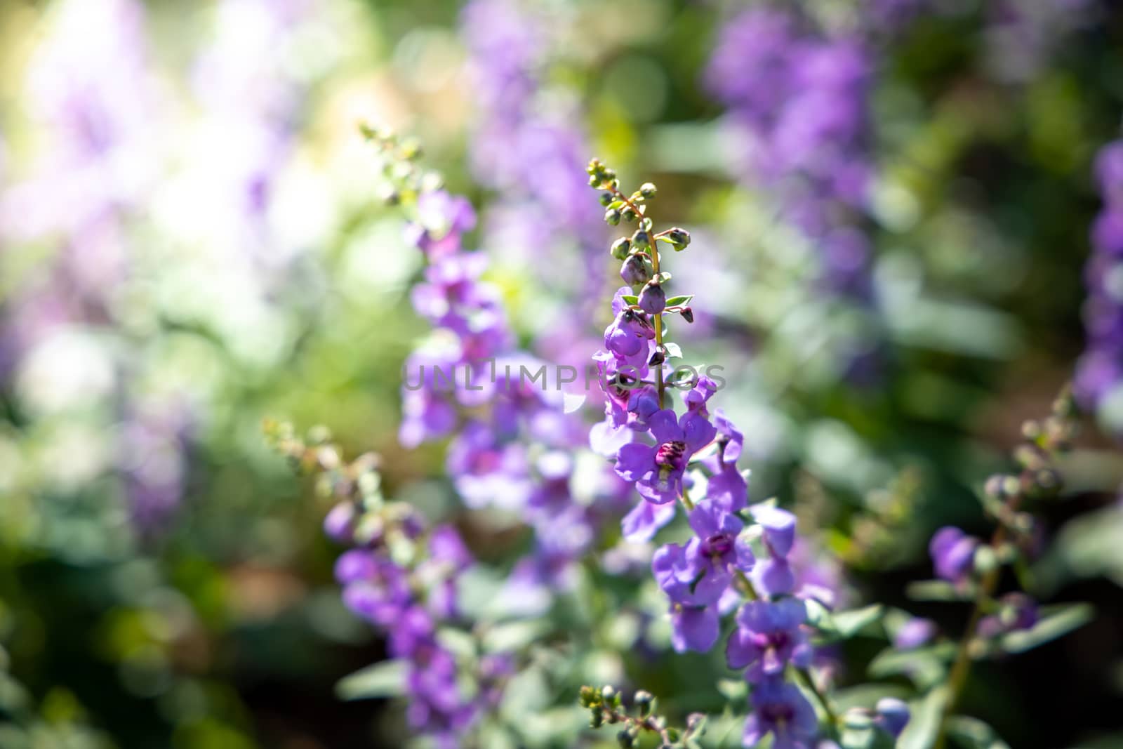 The background image of the colorful flowers, background nature