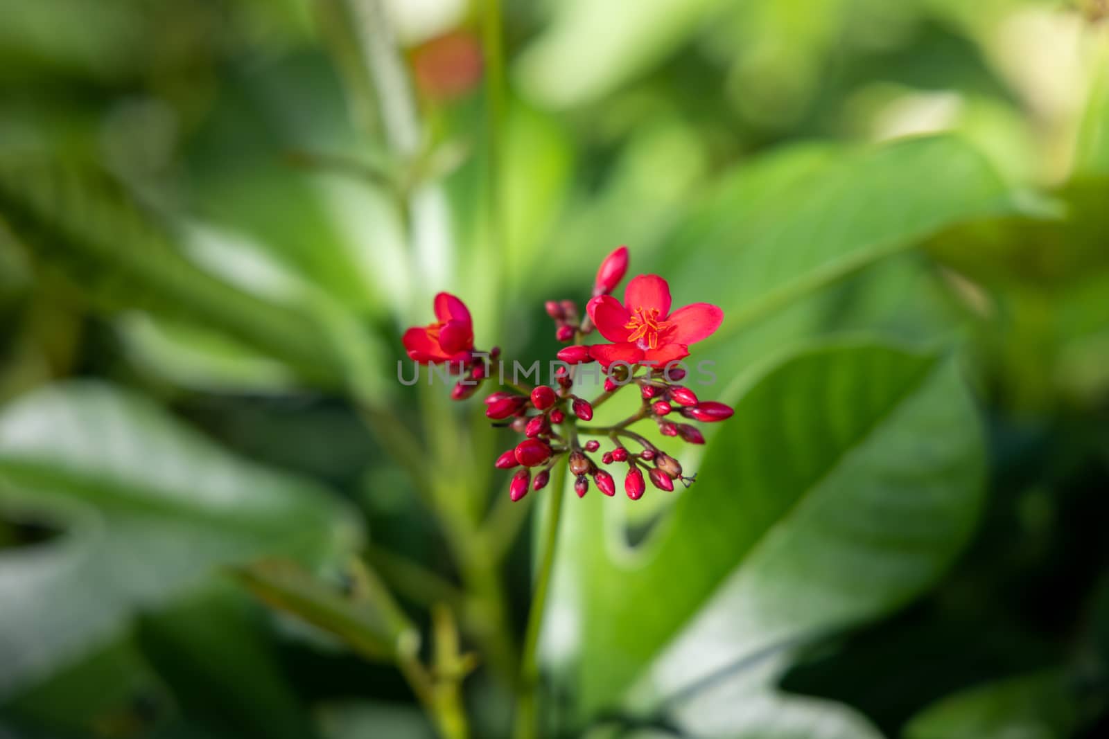 The background image of the colorful flowers, background nature