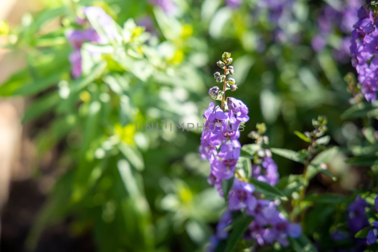 The background image of the colorful flowers, background nature