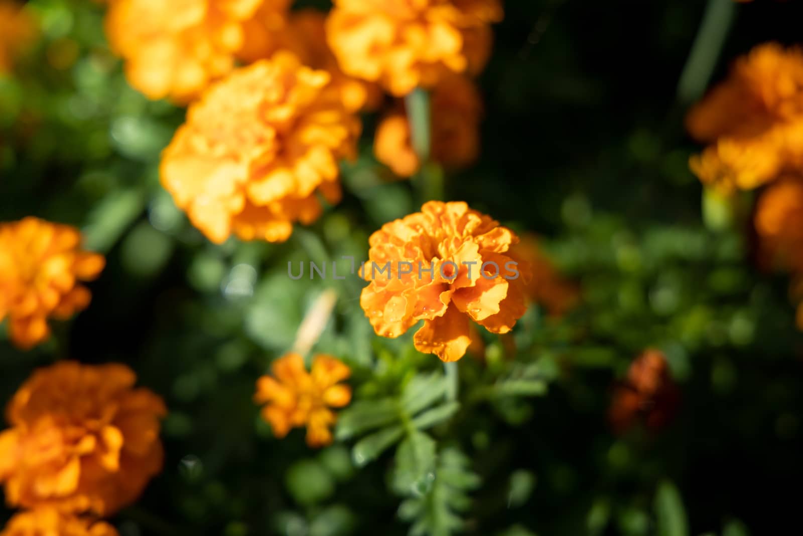 The background image of the colorful flowers, background nature