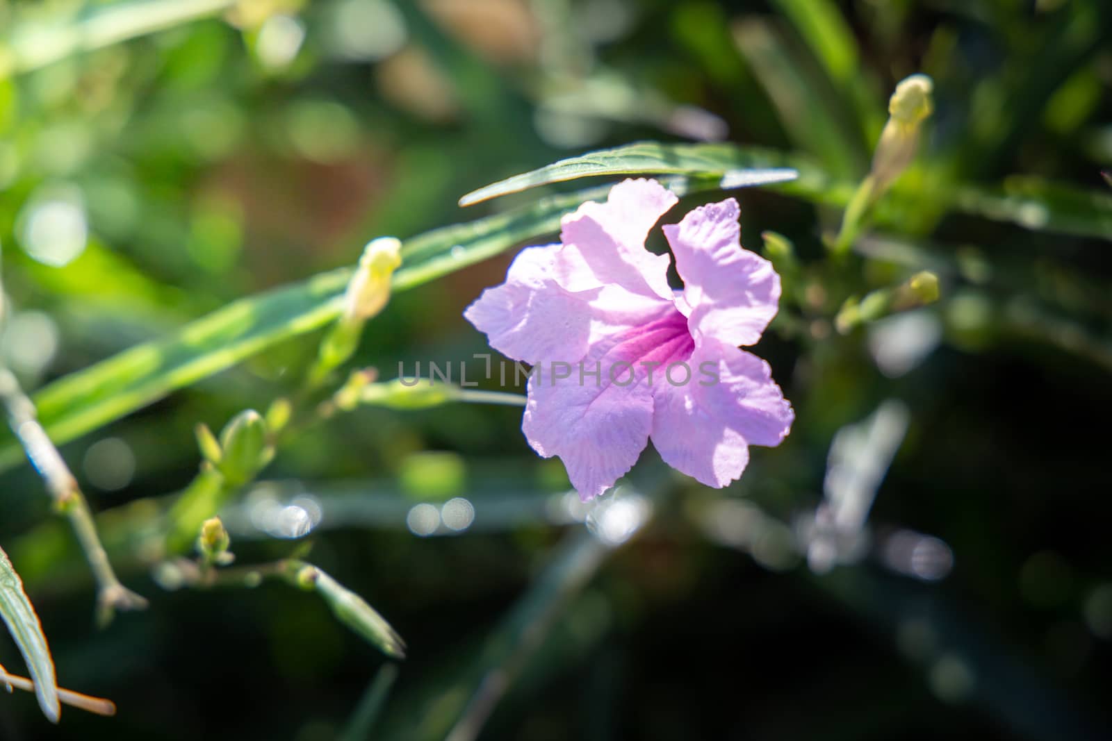 The background image of the colorful flowers, background nature