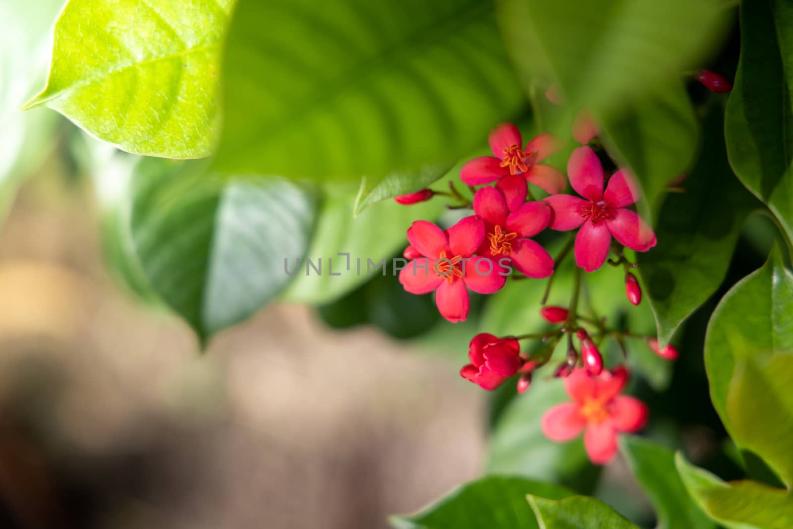 The background image of the colorful flowers, background nature