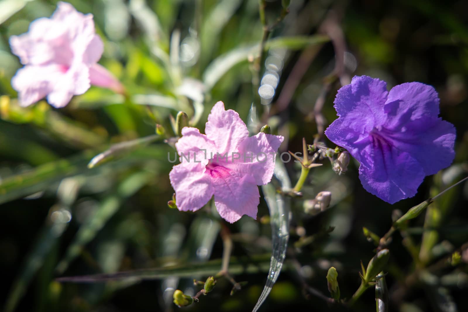 The background image of the colorful flowers, background nature