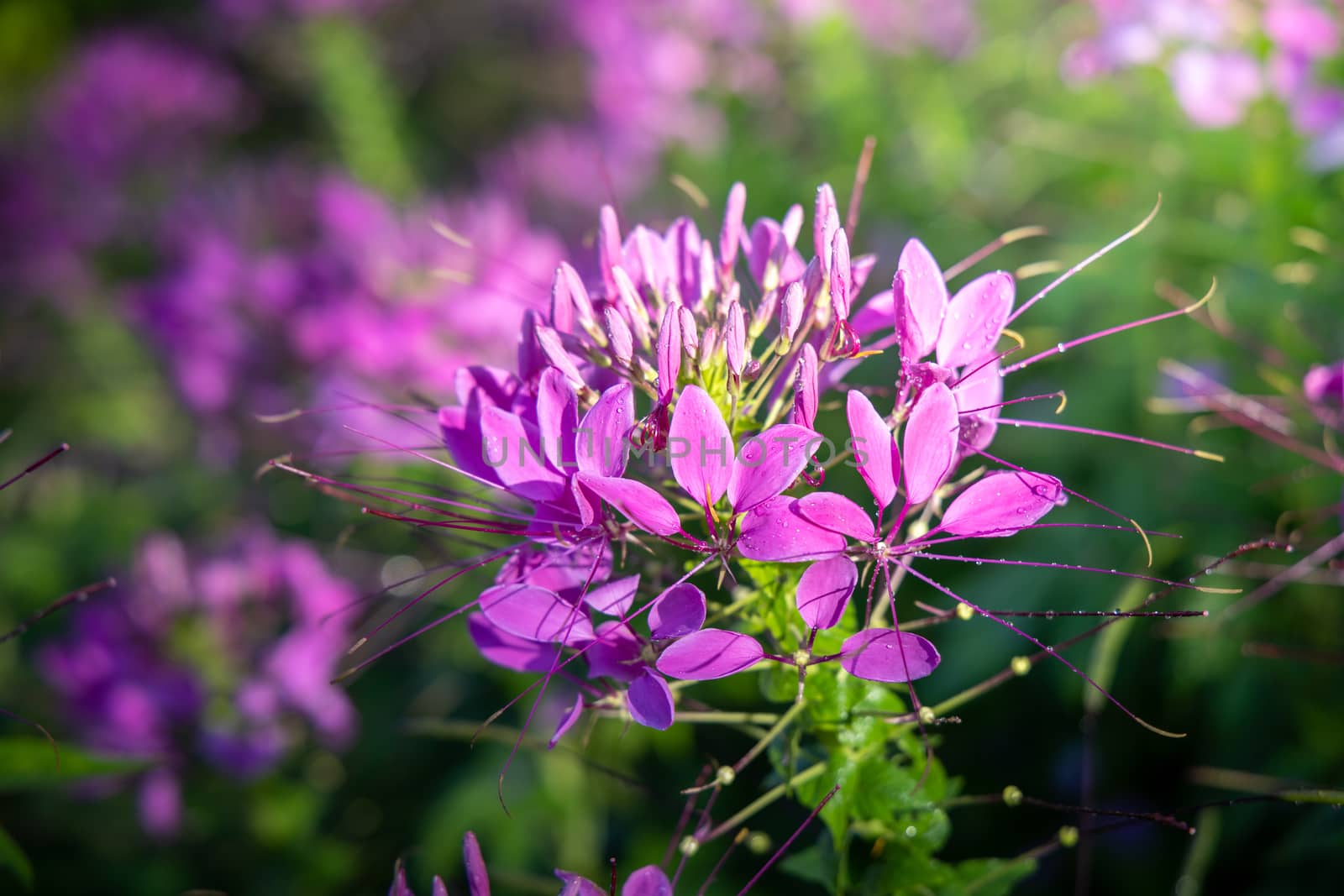 The background image of the colorful flowers, background nature