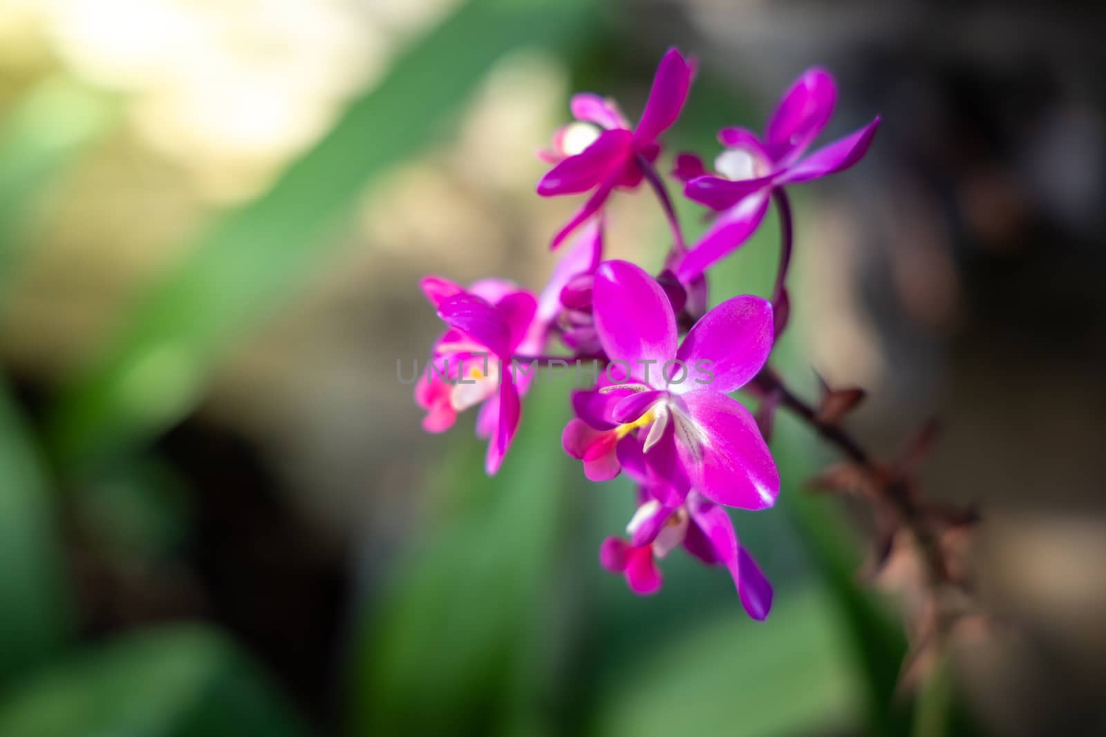 The background image of the colorful flowers, background nature