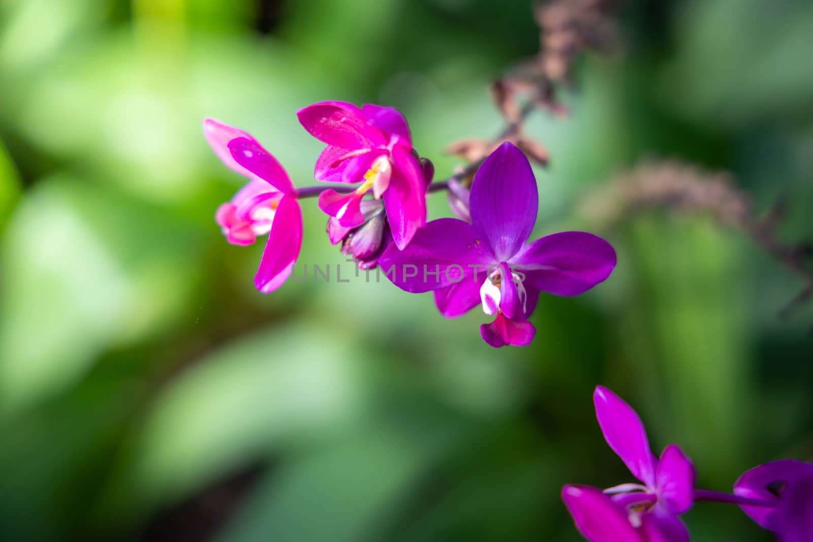 The background image of the colorful flowers, background nature