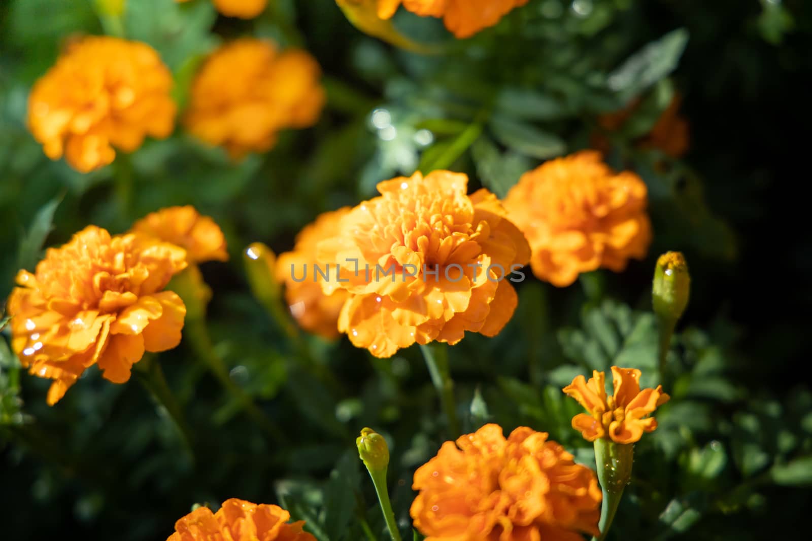 The background image of the colorful flowers, background nature