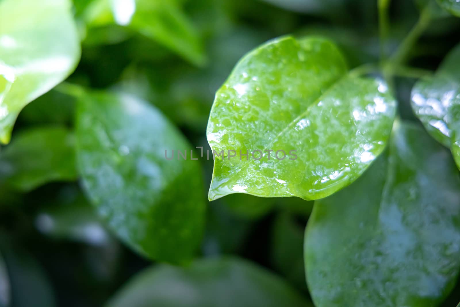 Close Up green leaf under sunlight in the garden. Natural background with copy space.