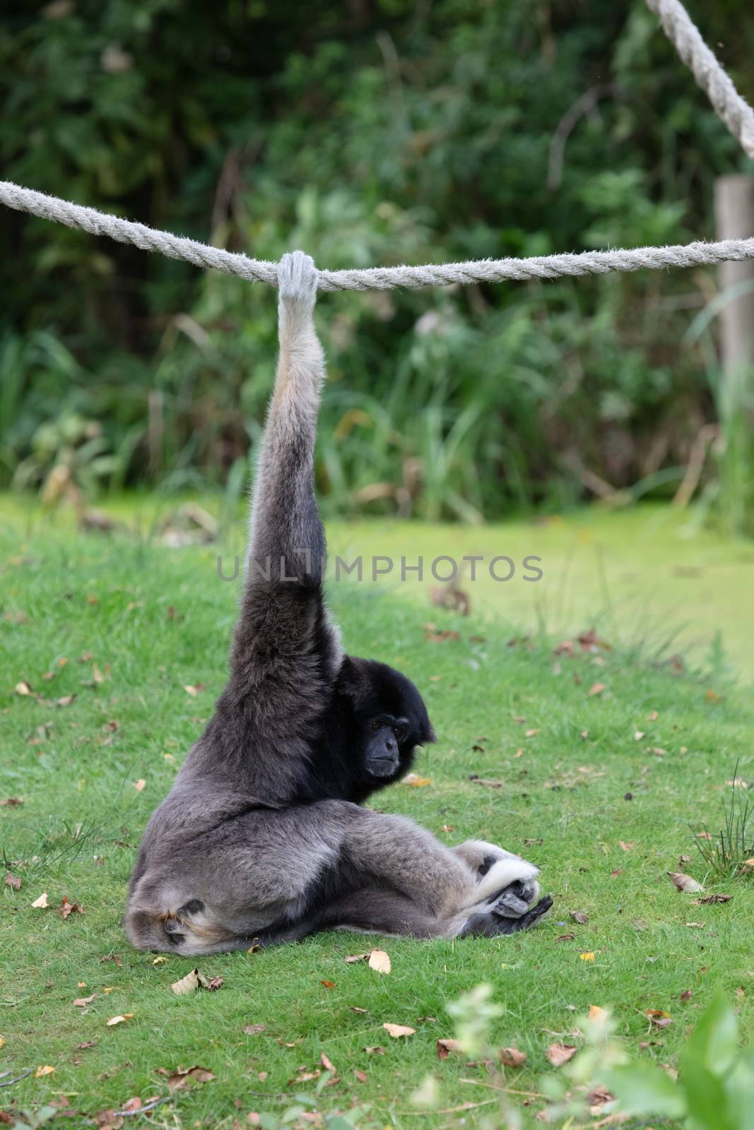 Silvery gibbon on the grass, hanging on a rope, selective focus