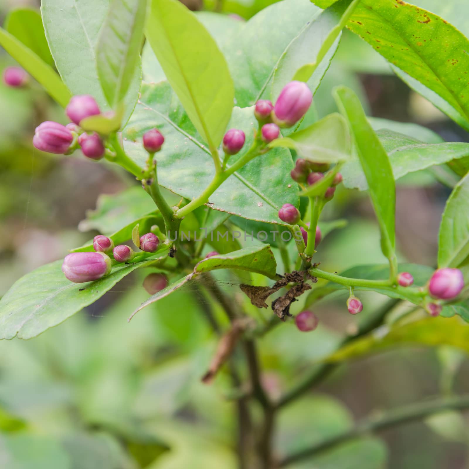 Pink buds of lemon tree and leaves in the garden at the North Vietnam by trongnguyen