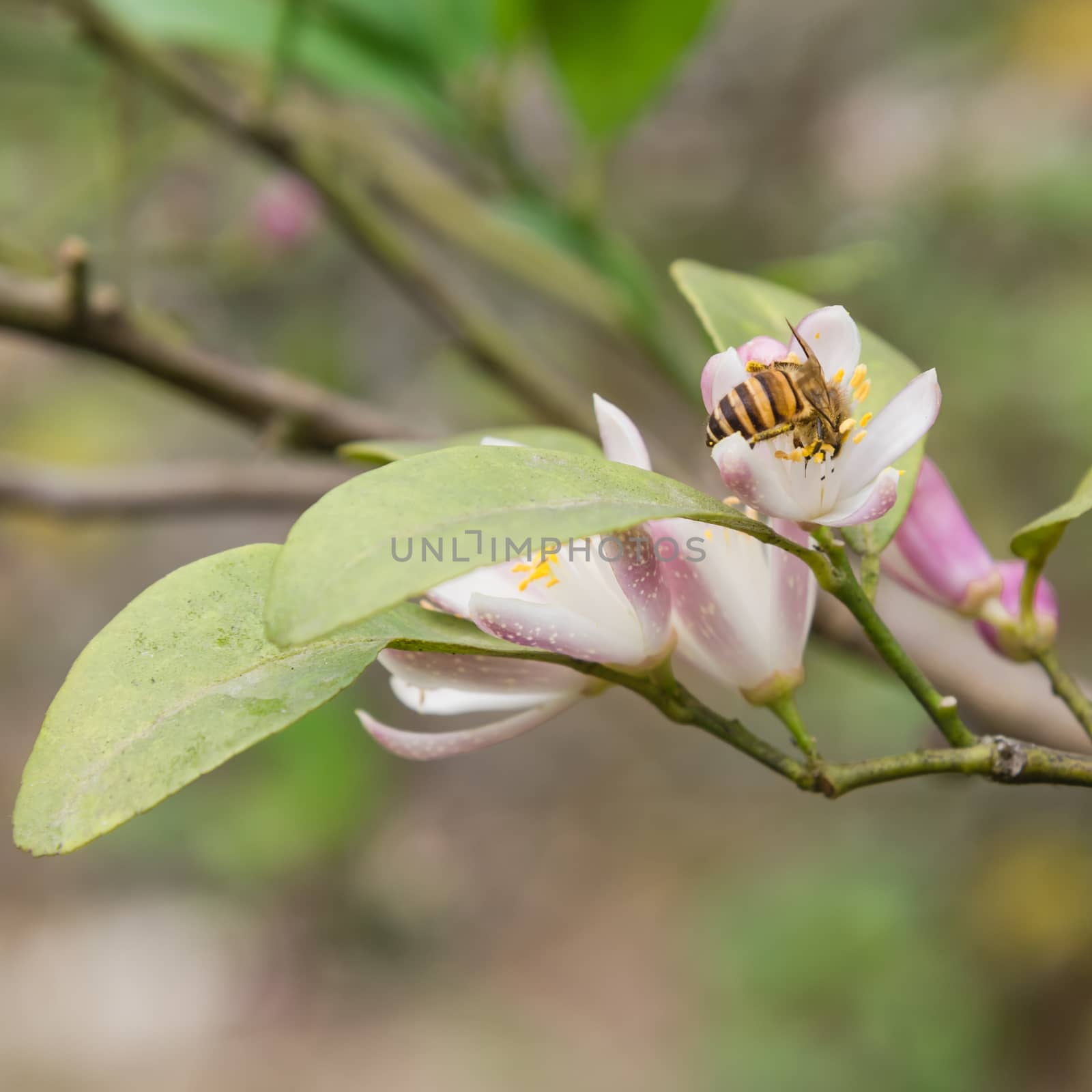 A honey bee is gathering carpels on the lime flower. Nature citrus spp, citrus limon pink and white buds blossom at springtime.