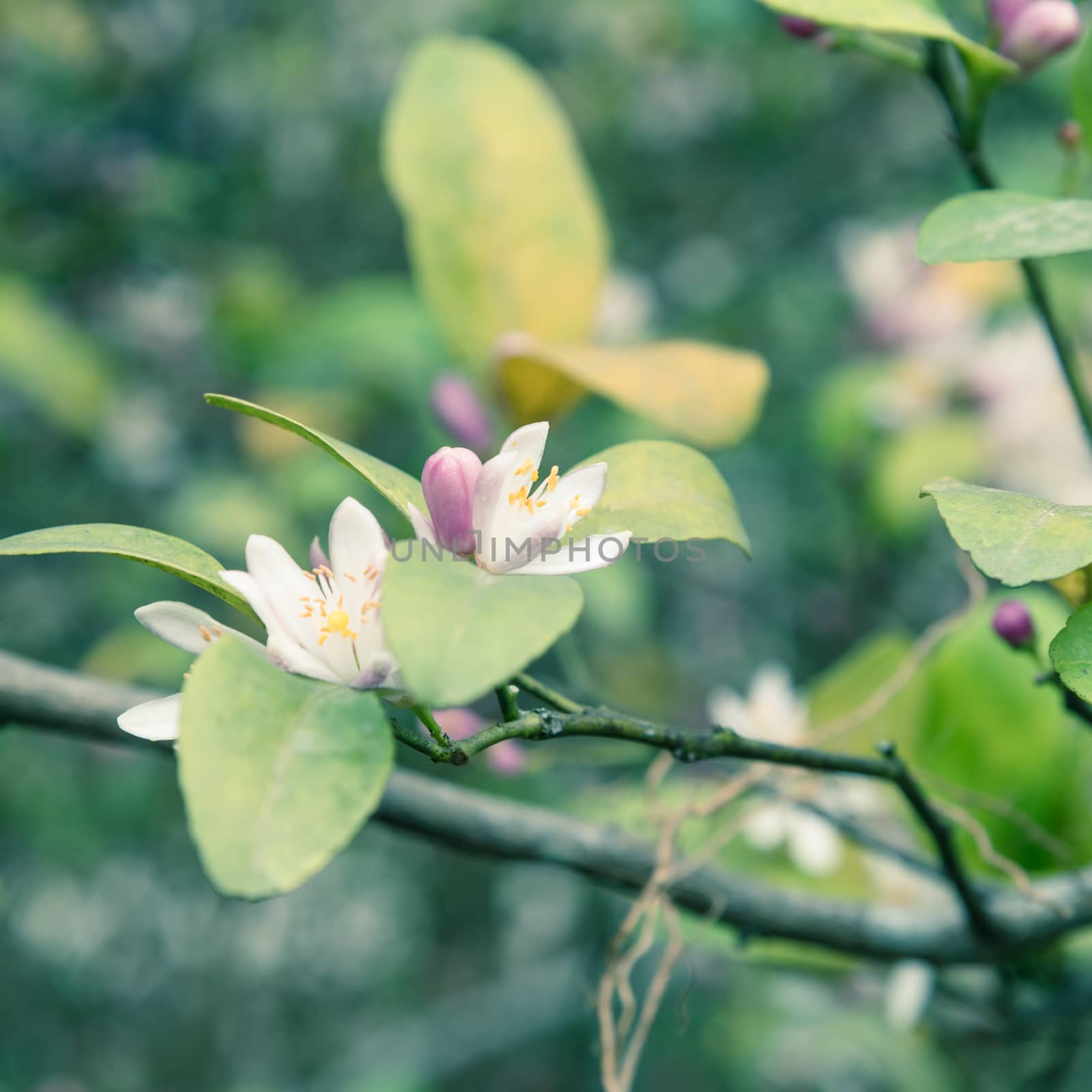 Beautiful blooming pink and white flowers and burgeons on a lemon tree branch by trongnguyen