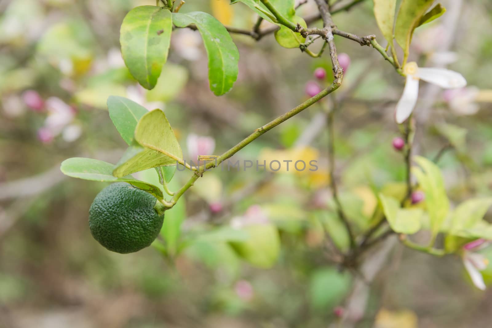 Organic green lime with pink and white flowers on tree in the garden in the North Vietnam. Nature blossom citrus spp, citrus limon pink and white flowers at springtime.