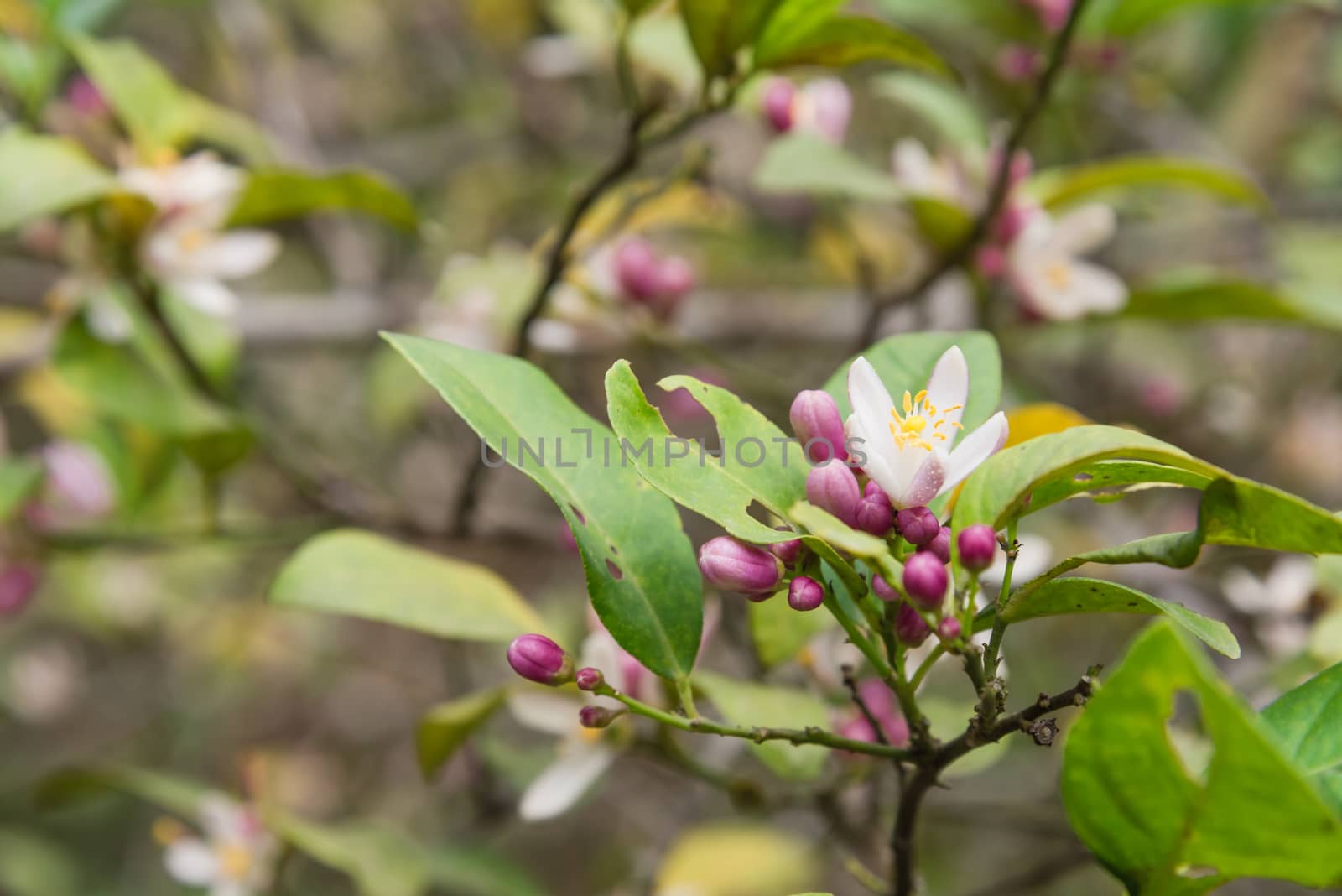 Blooming flowers and burgeons on a lemon tree branch at kitchen garden in the North Vietnam. Nature blossom citrus spp, citrus limon pink and white flowers at springtime.