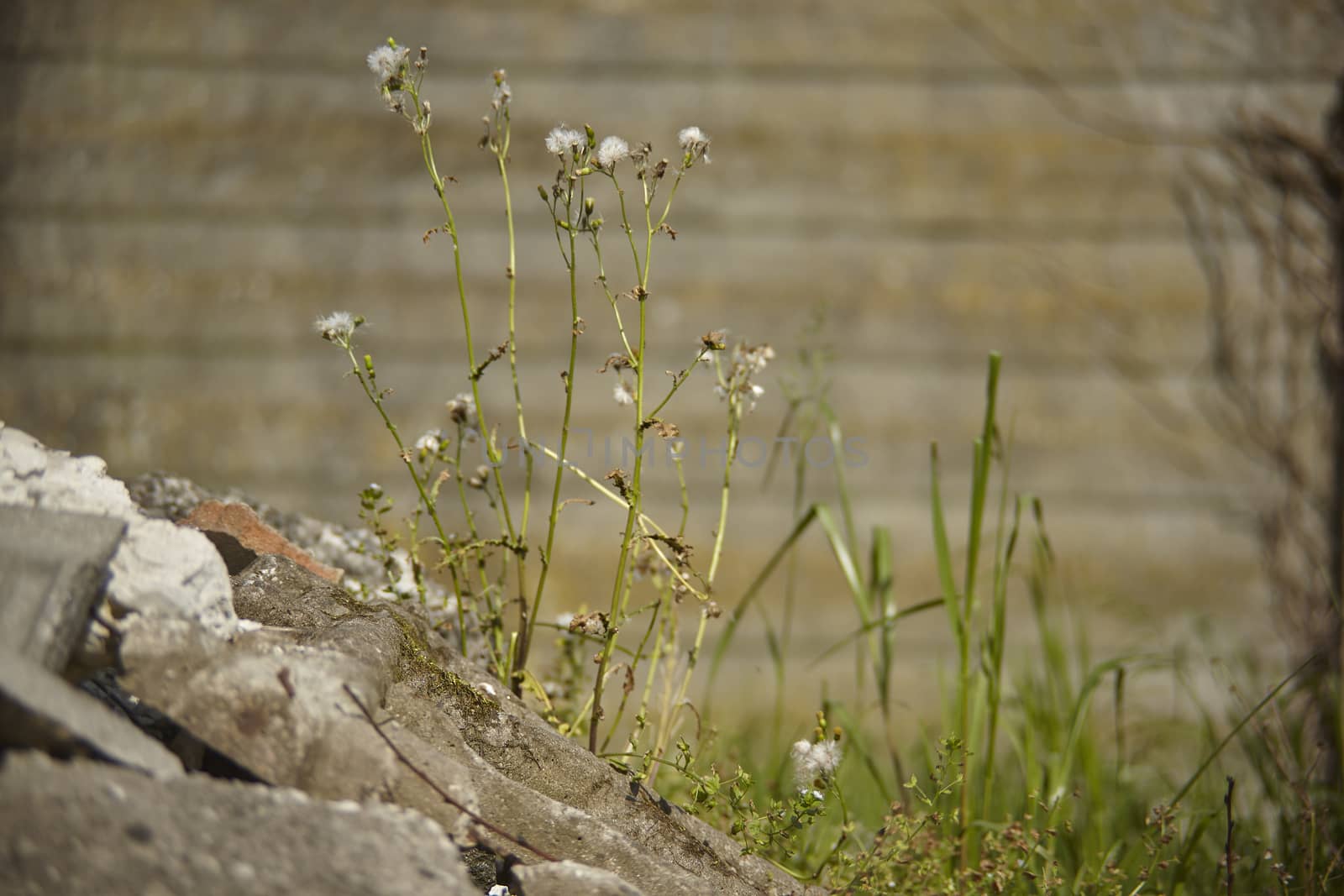 Blades of grass and wild flowers grow on the rocks and on the concrete that has plundered and polluted its natural habitat.