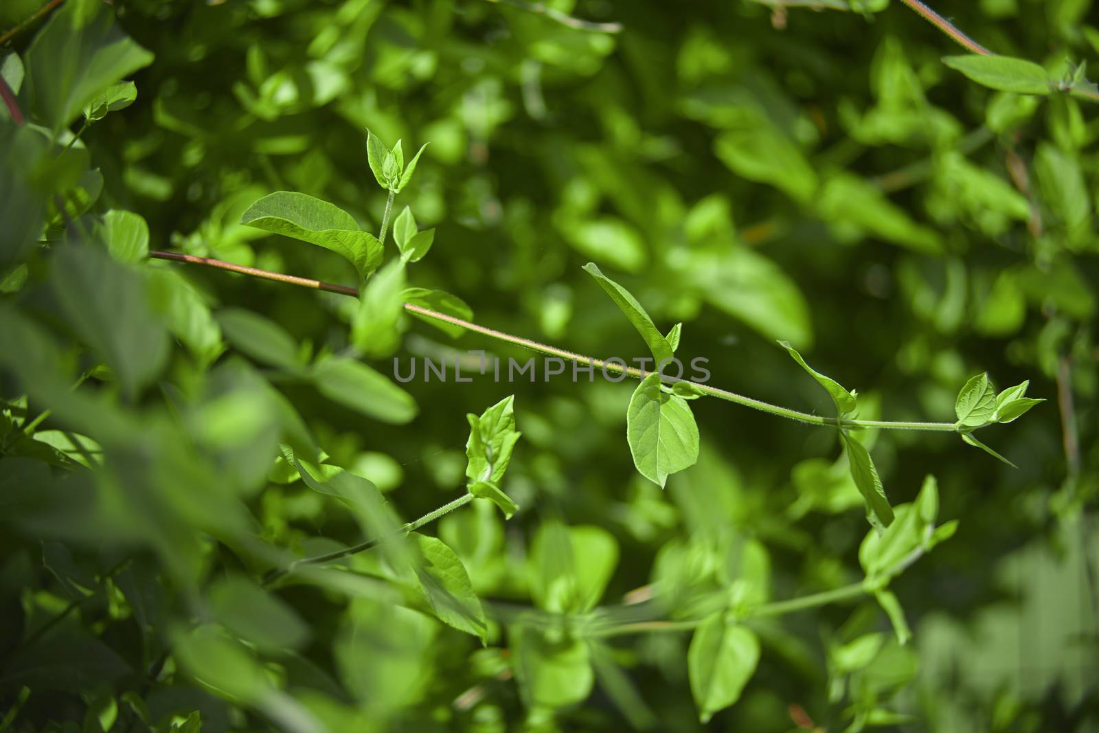 New light green leaves in spring are born on the branches of plants.