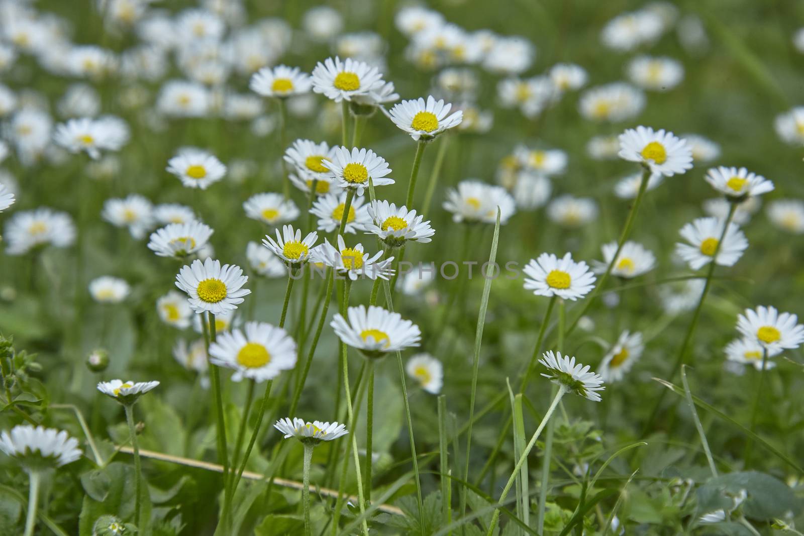 Spring blooms and with her the daisies are born: small white flowers that cover the whole garden